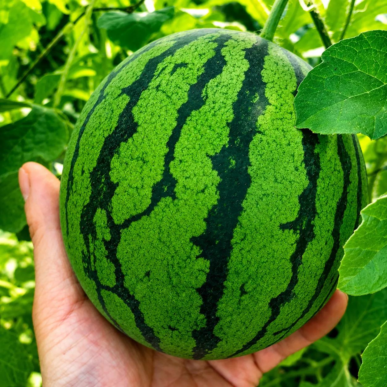 고당도 애플 수박 4통 (개당 900G 이상)