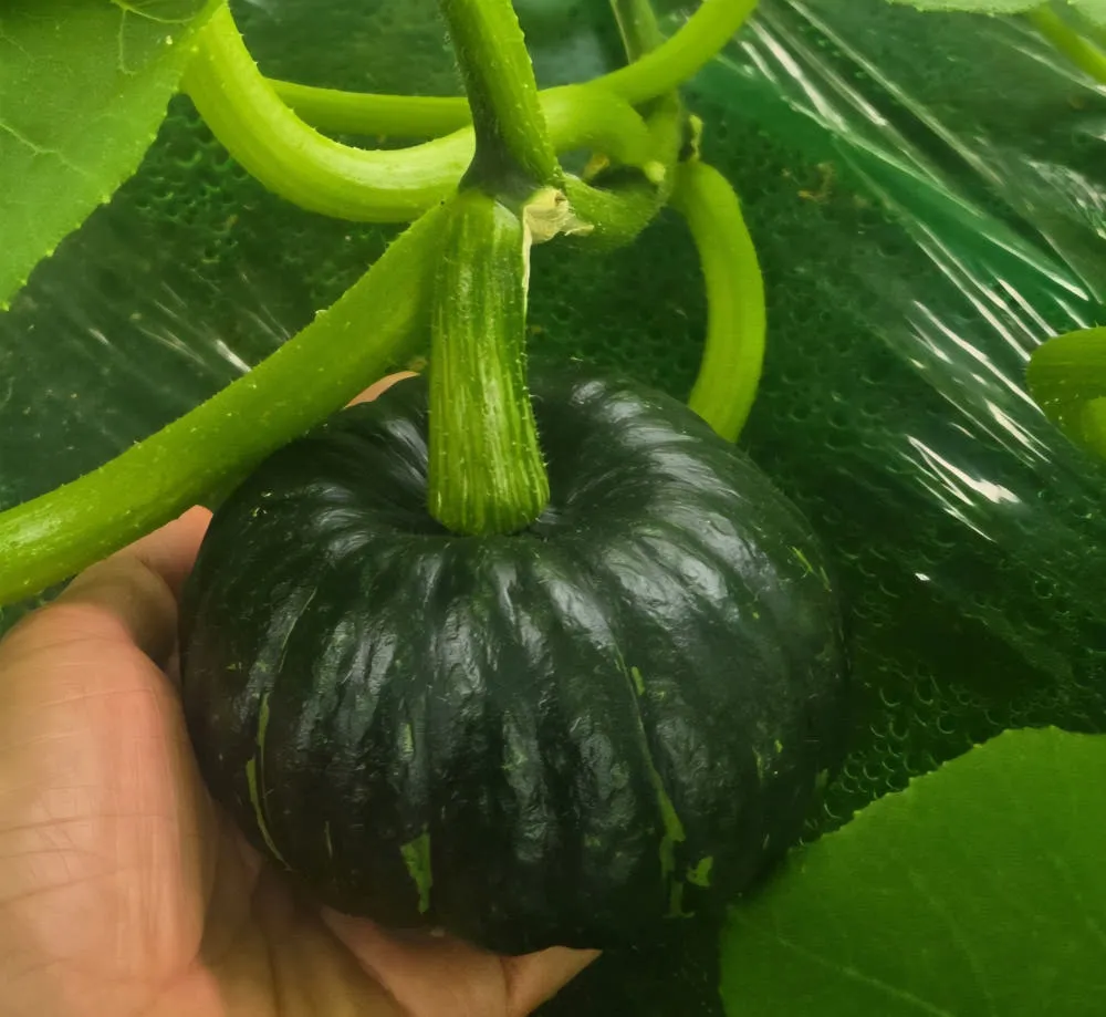 2026년 국산 미니 밤호박 로얄과 특품 2kg 4kg 혼합 : 실속농산