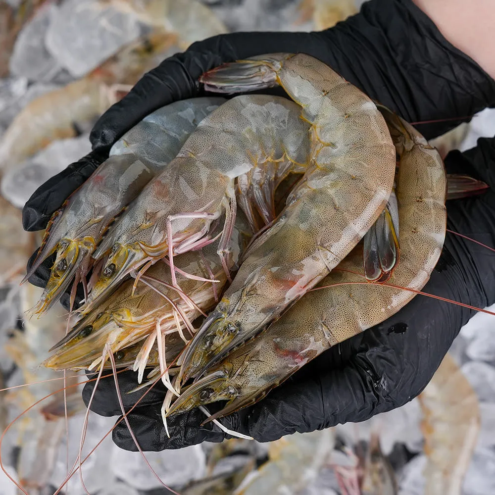 국산 흰다리새우 활새우 500g 1kg 왕새우 새우철 제철