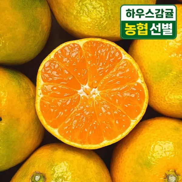 [11번가] [최종12,990] 농협선별 제주 하우스 감귤 2kg 중대과/ 2박스 구매시 4.5kg 발송
