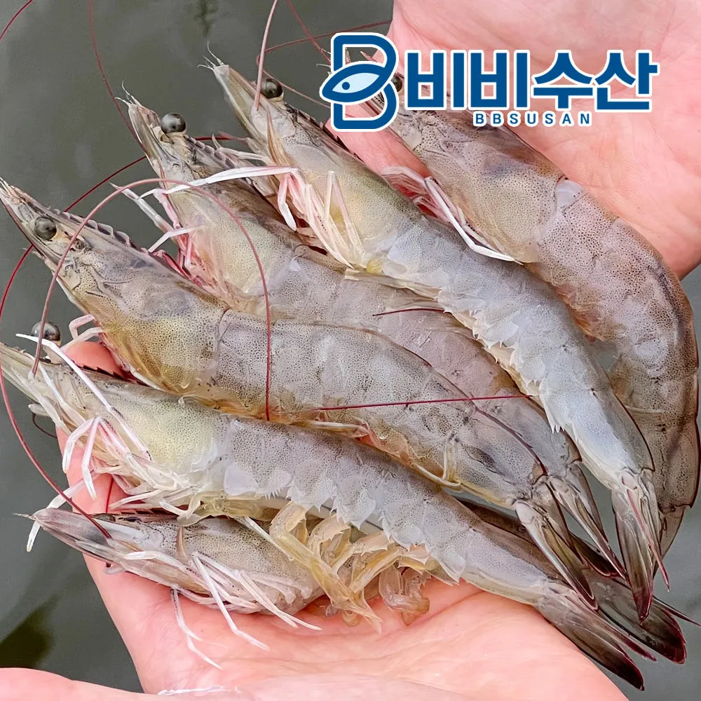 국내산 새우 1kg 제철 활새우 흰다리새우