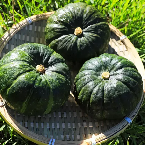 [11번가] 제주 달큰한 미니 보우짱 정품 밤호박 5kg (250~650g내외) 실중량 4.5kg