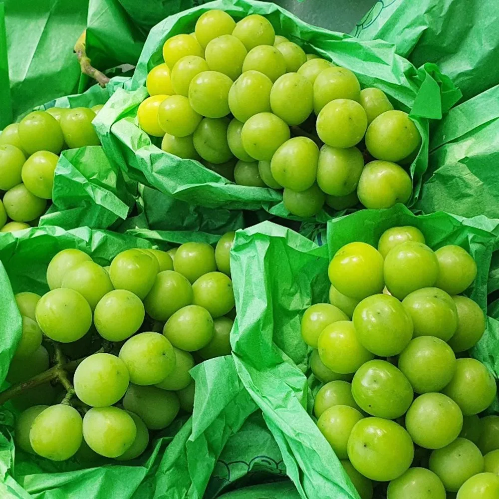 [농할국내산]산지직배송 샤인머스켓 500g/1kg/1.5kg/2kg 외 : 롯데ON