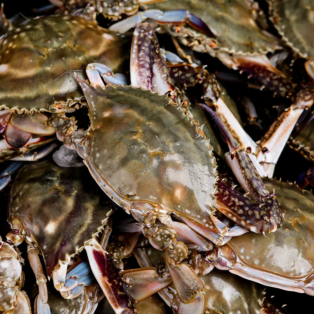 태안 제철 숫꽃게 1kg (3~5미)