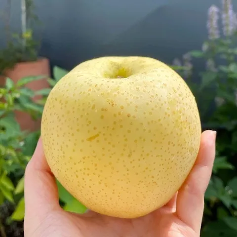 과일 > [시즌오픈] 26년 첫수확 햇 황금배 4kg 실중량 중소과~대과 | 오늘의집 쇼핑