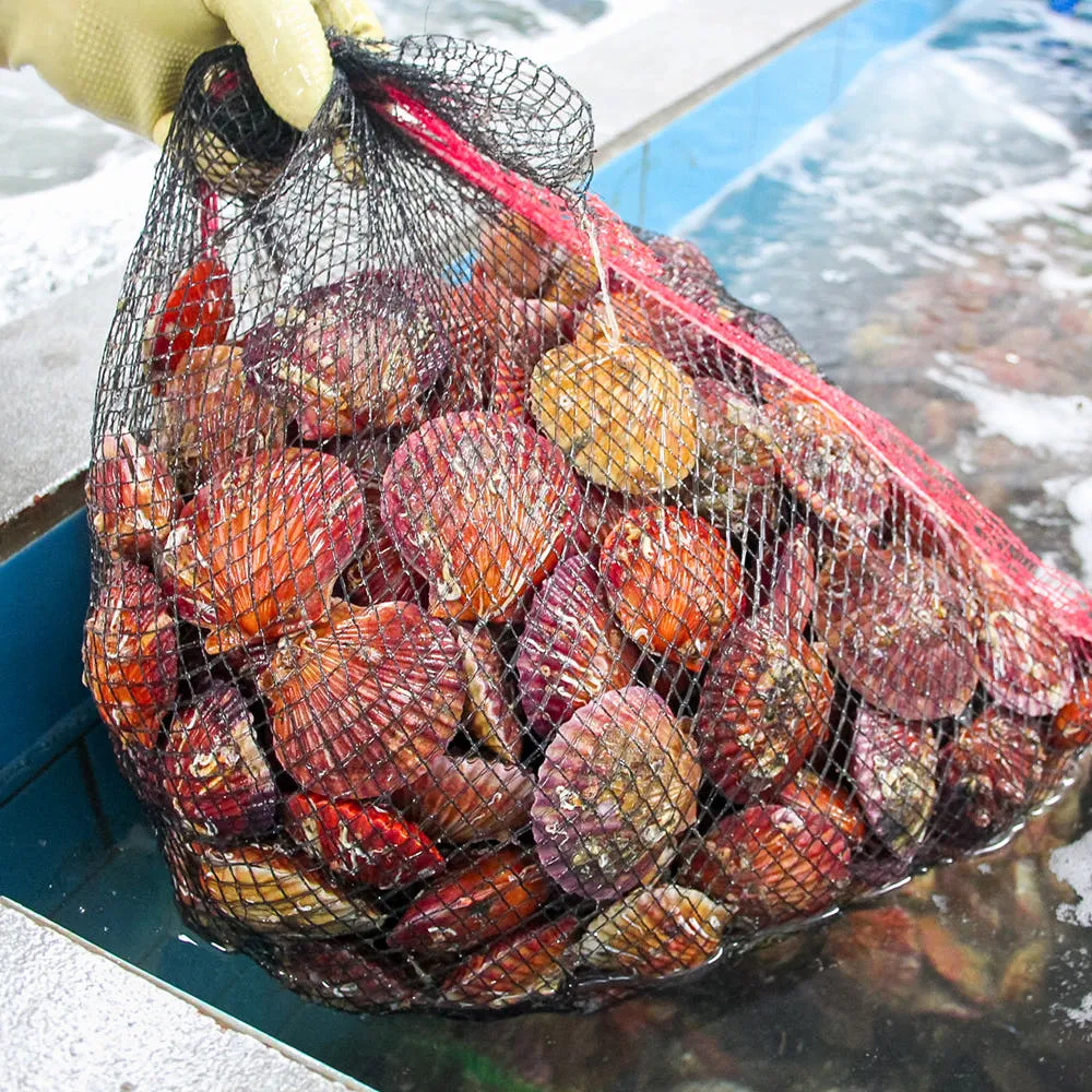 통영 비단 홍가리비 2kg