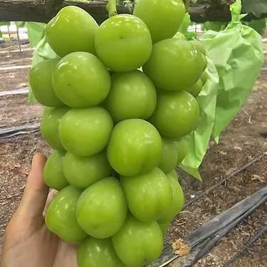 김천 샤인머스켓 2kg (4수)