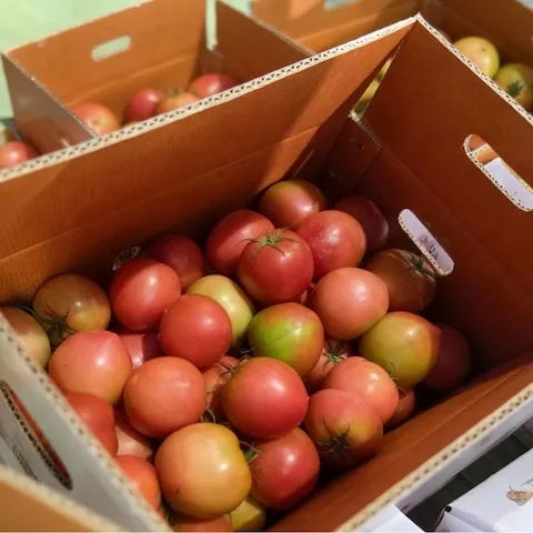 쌀·채소 > [산지직송] 국내산 완숙 생 찰토마토 5kg 랜던과 외 1kg / 2kg / 4kg | 오늘의집 쇼핑