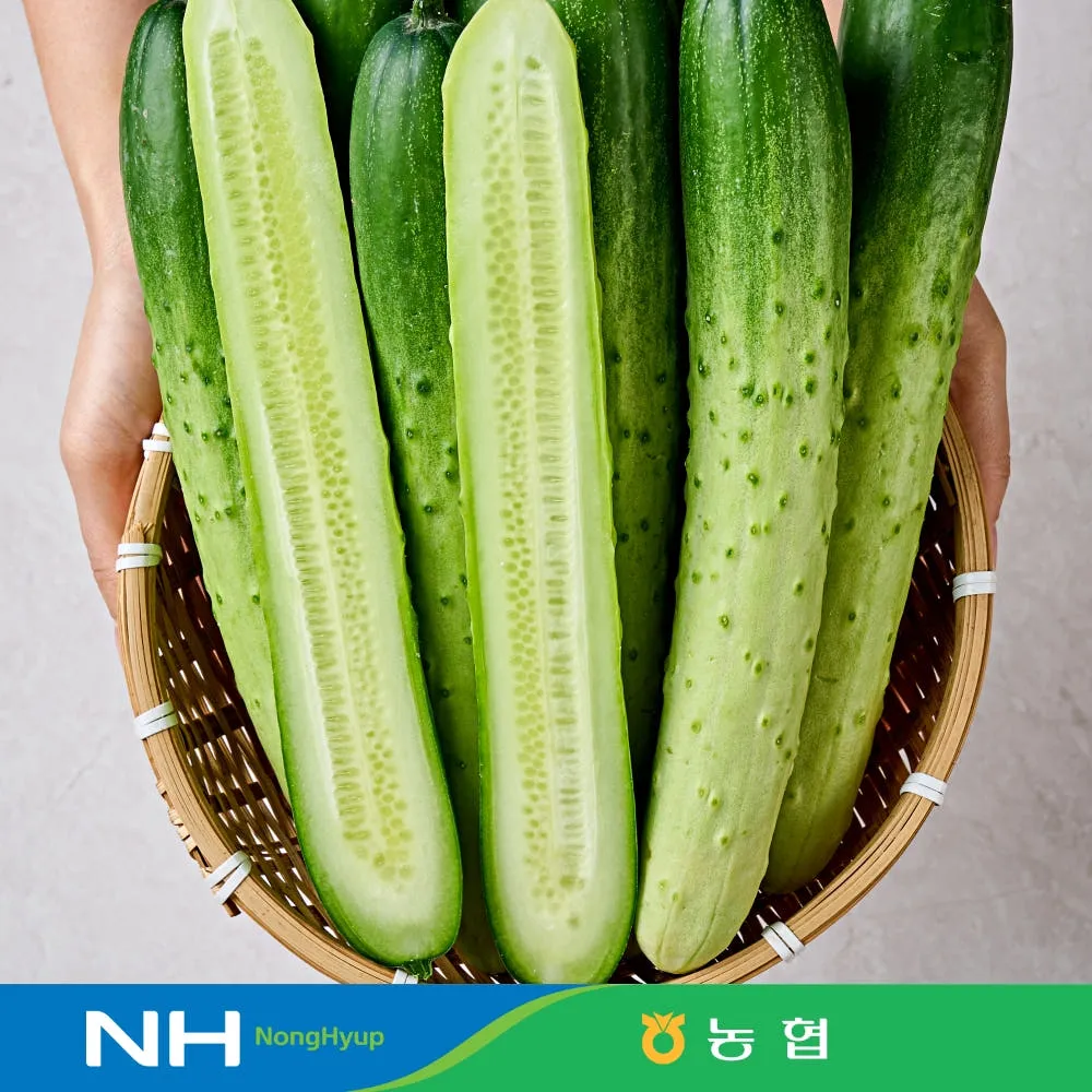 백다다기 오이 2kg 특품