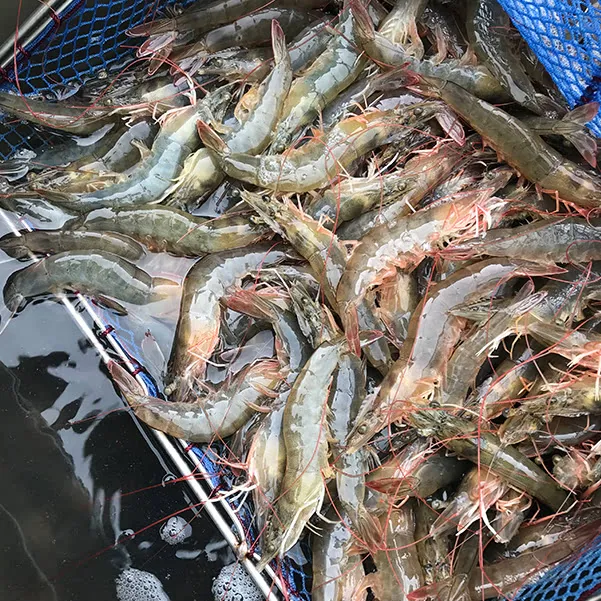 상품평 이미지 확대 보기