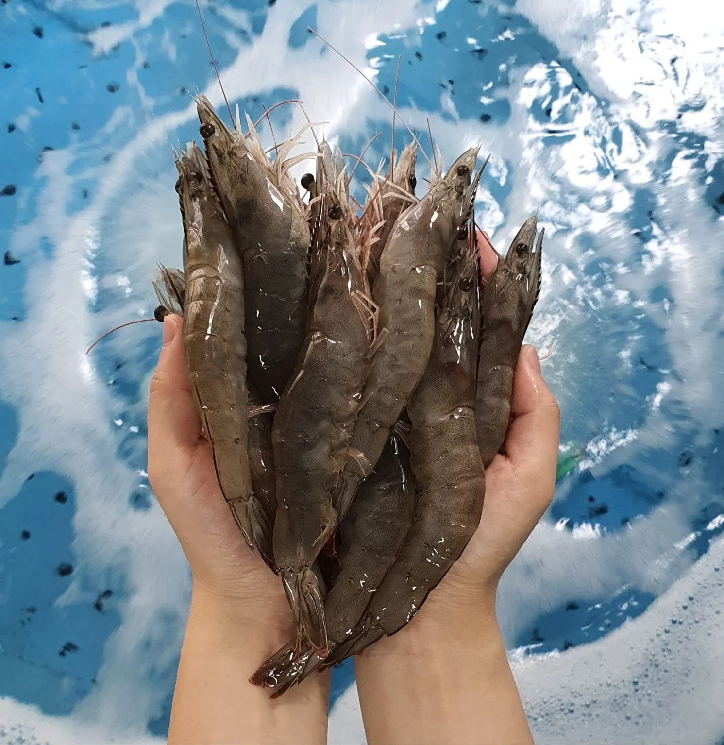 [APP전용][9/10출고]당일작업 생물 흰다리새우 1kg 25미 내외(특)/30미 내외(대)사이즈 : 롯데ON