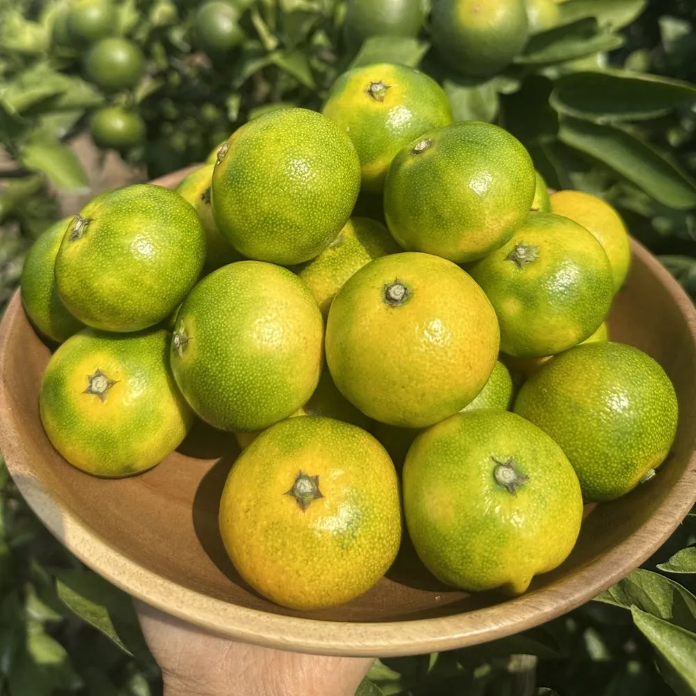 제주 극조생 노지 감귤 2.5kg (로얄과 2S~S)