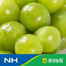 샤인 머스켓 2kg(2-3수) 특품 / 농협 선별