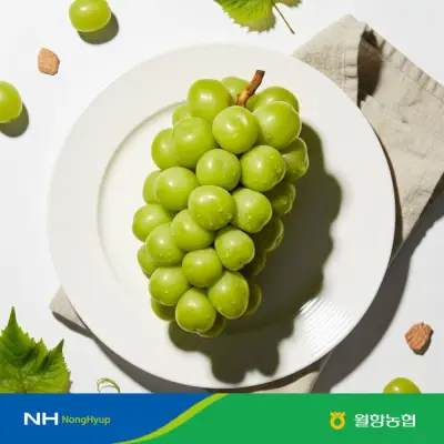 [농할 국내산][월항농협] 고당도 샤인머스켓 16~17Brix 이상 당도선별 특품/상품 2kg