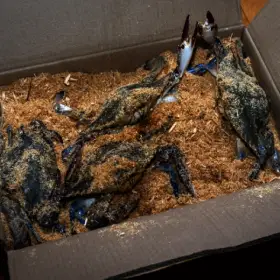 살아서 도착하는 활 톱밥꽃게 3kg 12미 내외 무료배송 국내산 활꽃게 백화점납품 백화점꽃게