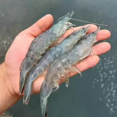 국내산 활 대하 흰다리새우 1kg 35미 내외